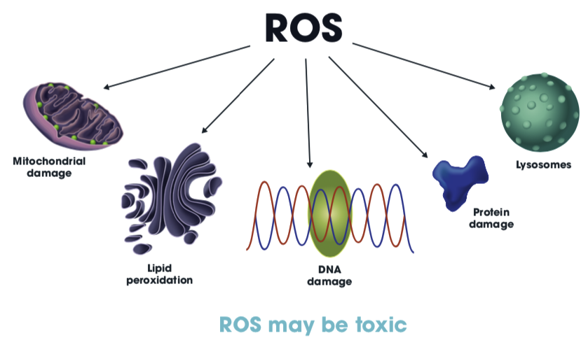 Graphic - Cellular targets of Labile Iron oxidative stress & Cellular Damage