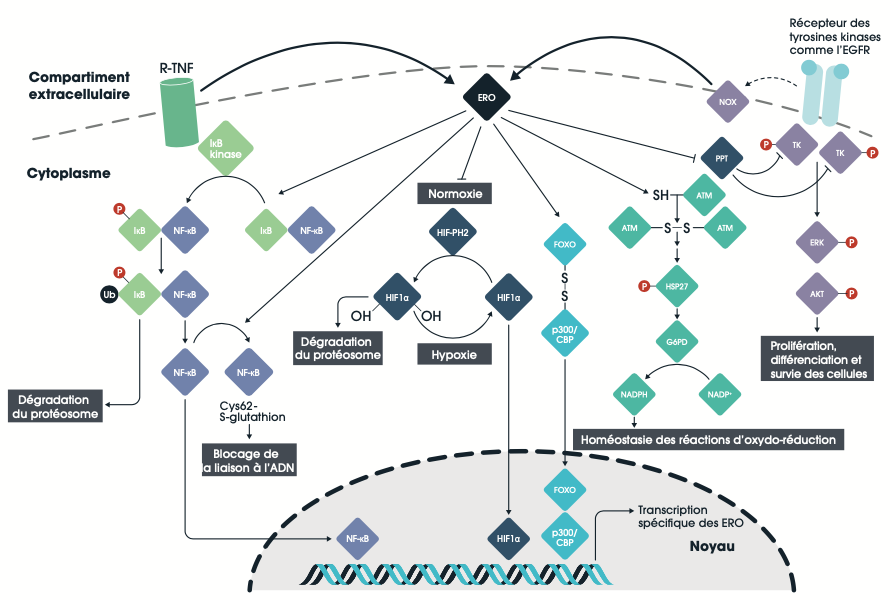 Graphique : Exemples de régulation transcriptionnelle par les ERO au niveau de la membrane plasmatique ou dans le cytosol