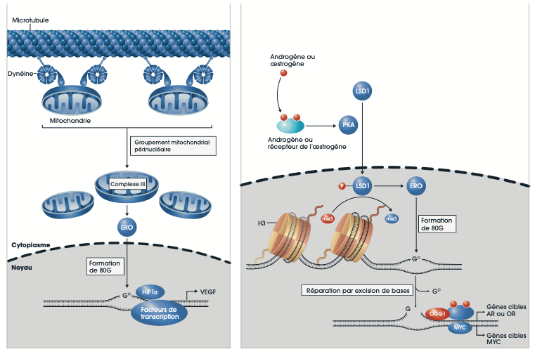 Graphique : Régulation de la transcription par ciblage de l’ADN par les ERO intranucléaires