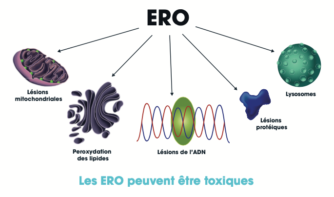 Graphique : Cibles cellulaires du stress oxydatif du fer labile et lésions cellulaires