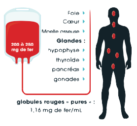 Graphique : Accumulation du fer consécutive au traitement transfusionnel