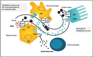 Graphic - Iron absorption, transport, & storage