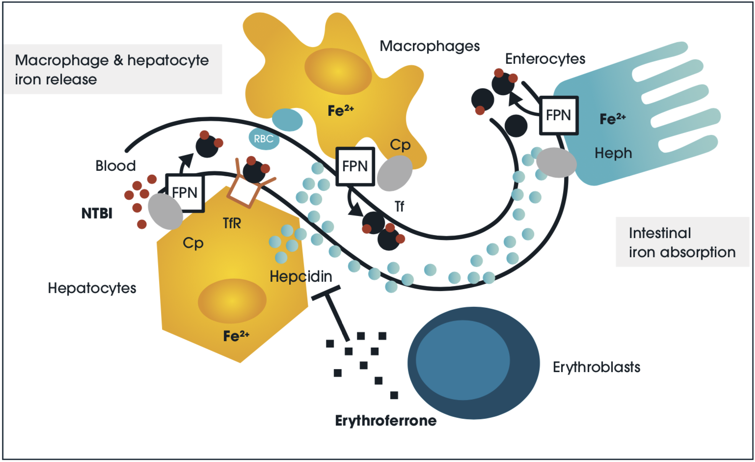 Graphic - Iron absorption, transport, & storage
