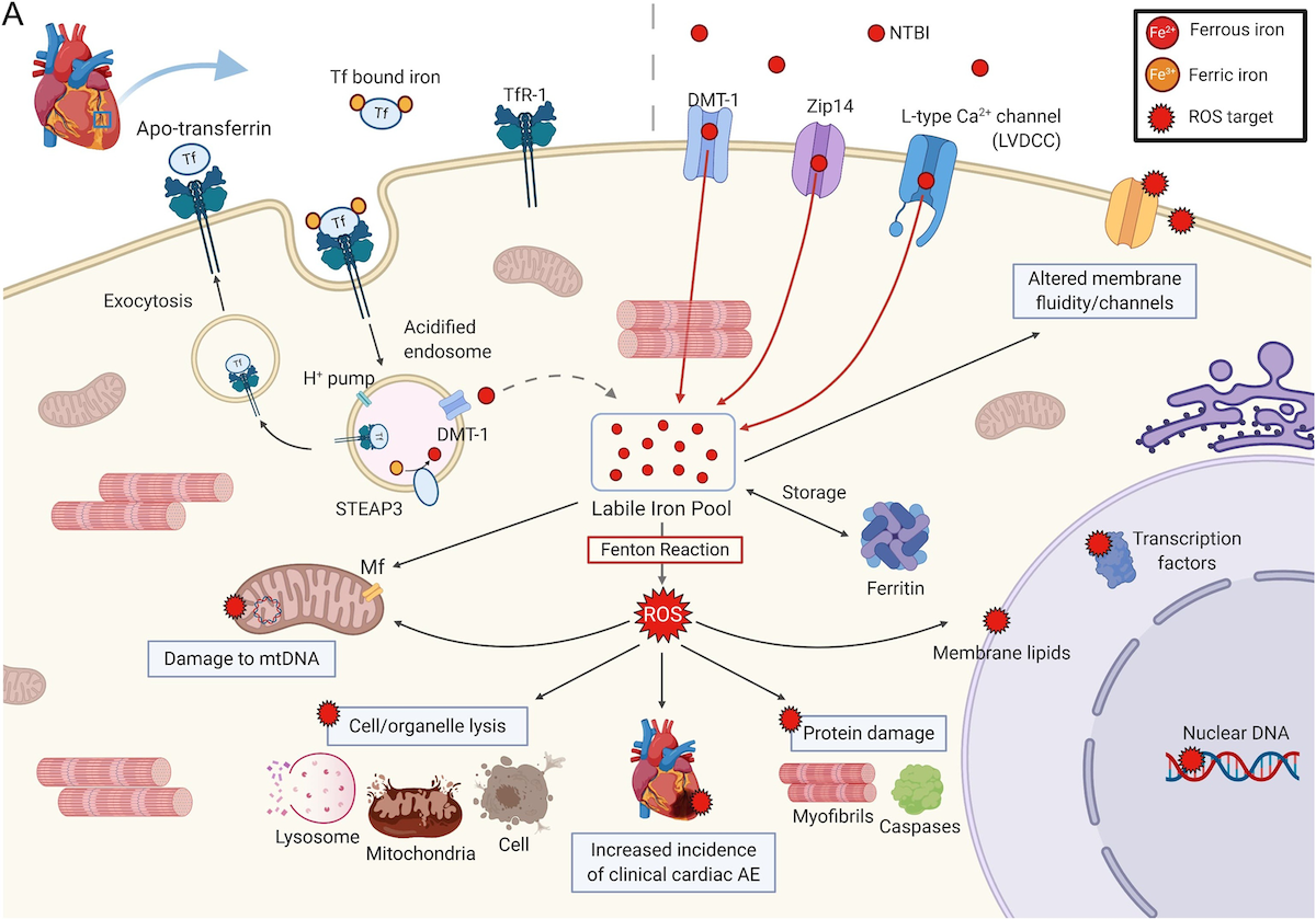 Graphic - Oxidative stress: Cardiomyocyte damage