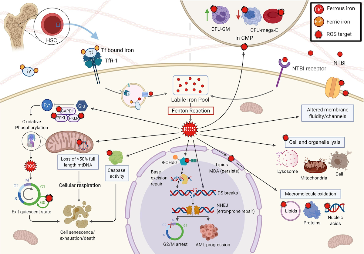Graphic - Oxidative stress: Hematopoietic