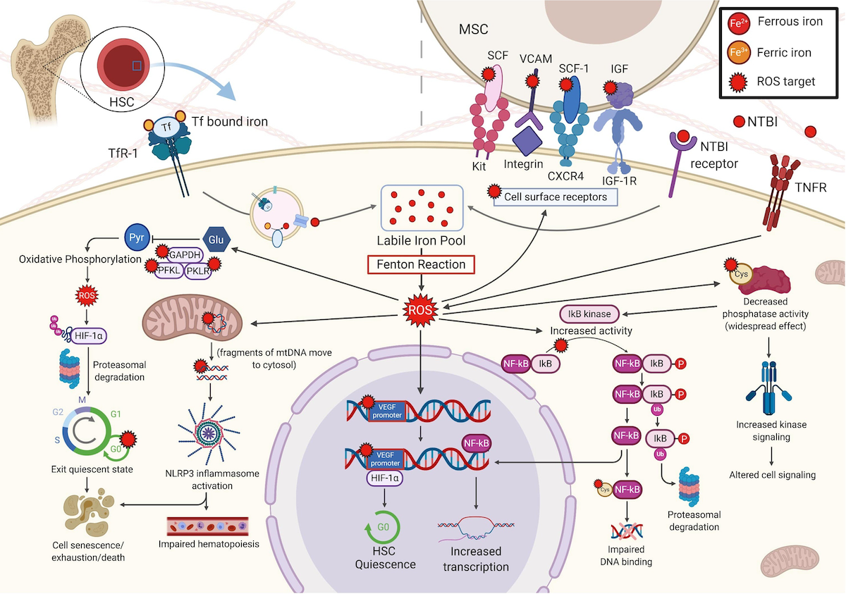 Graphic - Oxidative stress: Hematopoietic