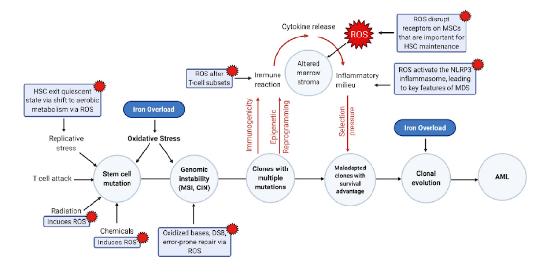 Graphic - Oxidative stress: MDS pathogenesis