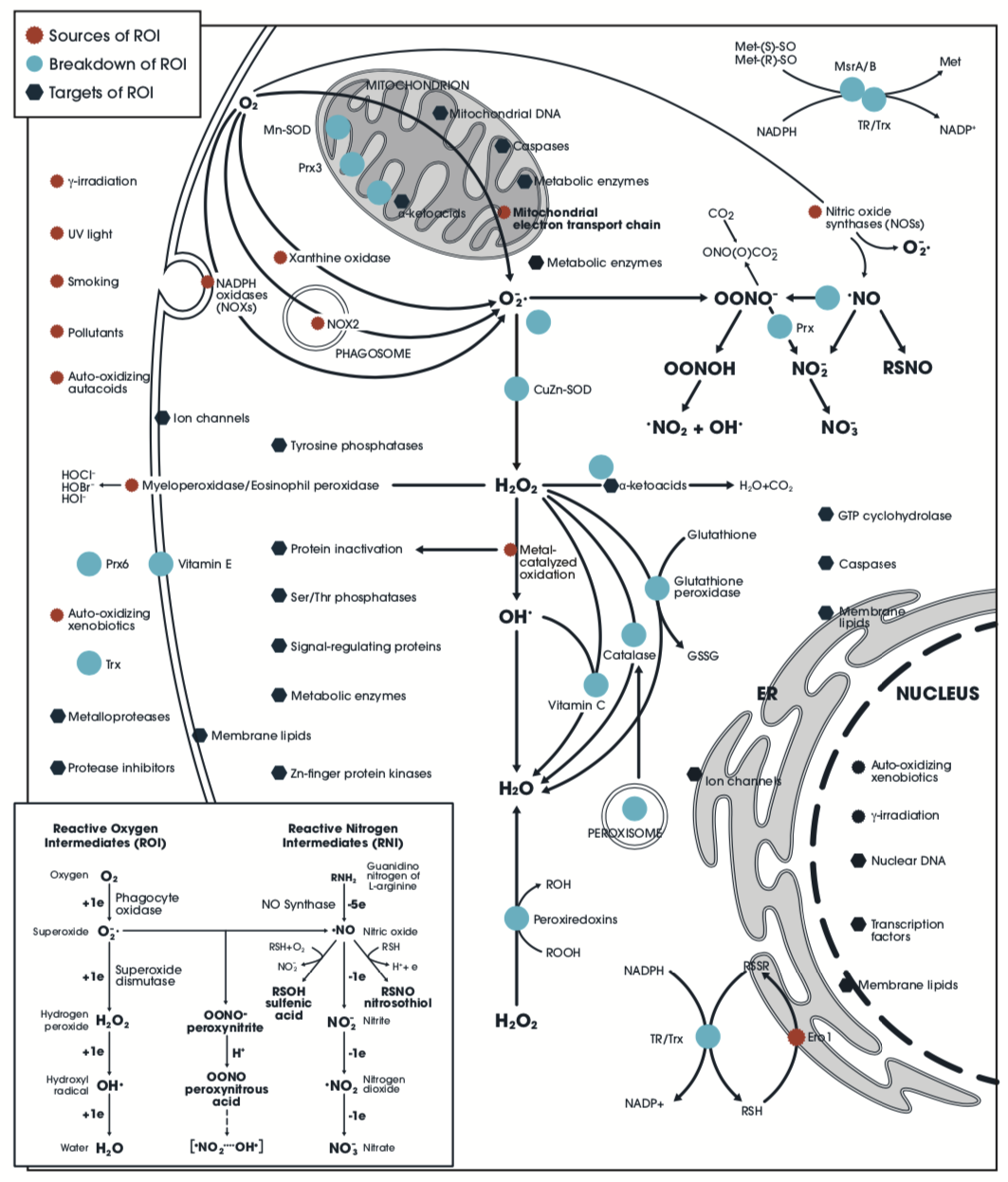 Chart - SNAPSHOT: REACTIVE OXYGEN INTERMEDIATES (ROI)